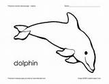 Dolphin Preschool Worksheet Coloring Animal Lesson Planet Reviewer Rating sketch template