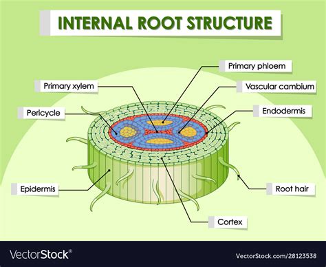 diagram showing internal root structure royalty  vector