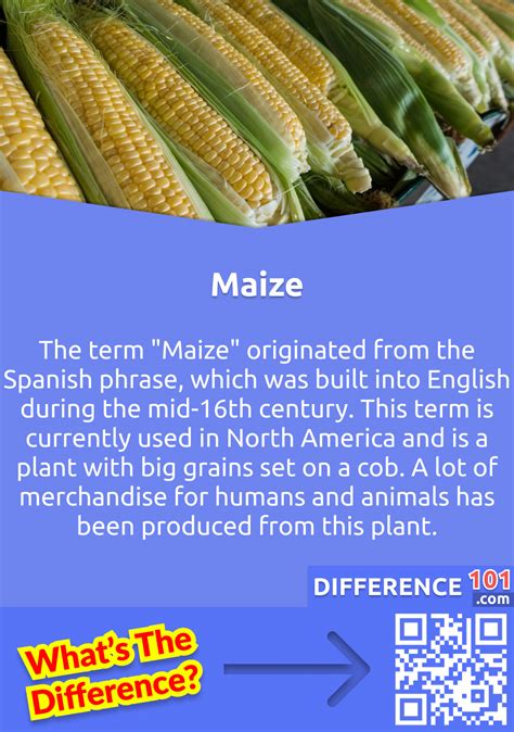 corn  maize  key differences pros cons faqs difference