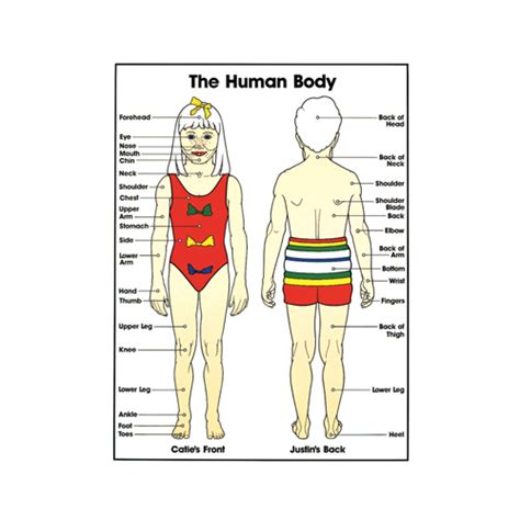 The Human Body Poster Available At Mentone Educational
