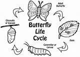 Coloring Butterfly Cycle Life Pages Kids Printable Clipart Animal Colouring Young Monarch Stages Print Google Most Cycles Lifecycle Popular Preschool sketch template