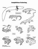 Amphibians Coloring Salamander Pages Reptiles Printable Color Template Print Getcolorings sketch template