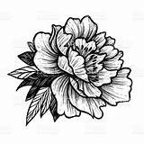 Peony Tattoo Flower Clipart Single Drawing Tattoos Outlines Peonies Flowers Outline Sketch Line Drawings Postcard Craft Illustration Rosemary Getdrawings Floral sketch template