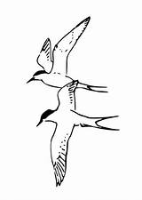 Vogels Uccelli Kleurplaat Kleurplaten Vliegende Tern Downloaden Uitprinten Tekenen Edupics Scarica sketch template