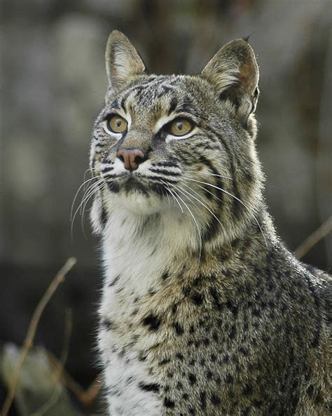 bobcat resilient predator  north america  ark  space