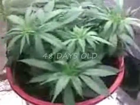 mini cannabis plant youtube