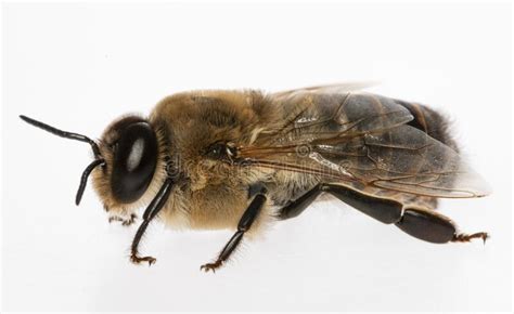 bee drone male bee close    visible genital organs stock photo image  isolated