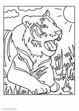 Tigre Tijger Dibujo Malvorlage Kleurplaten Ausmalbilder Tekeningen Schoolplaten Educima Abbildung Große Herunterladen Grandes sketch template