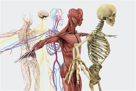 anatomie mensch