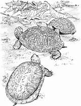 Turtle Coloring Pages Sea Kids Animals Print sketch template