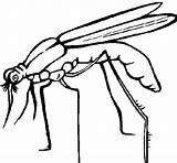 Mosquito Coloring Malaria Dibujos Coloringcrew Pages Close Template sketch template