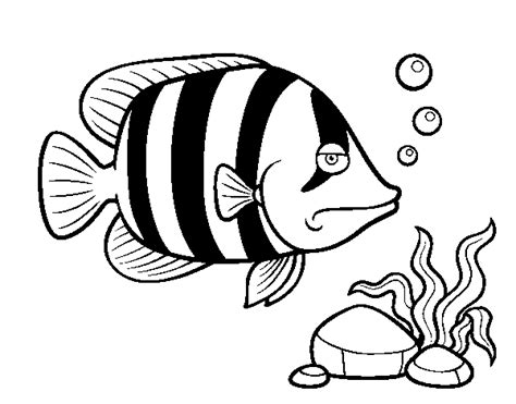 angelfish coloring page coloringcrewcom
