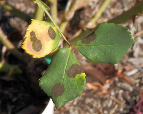 rose black spot   control    garden yates