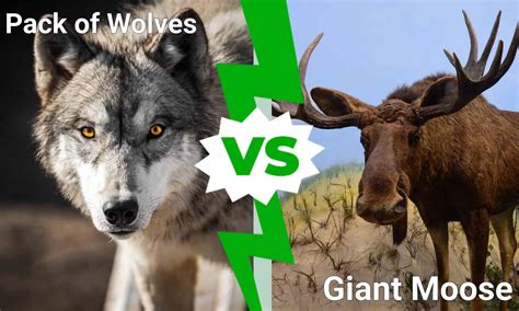 pack  wolves descend   gigantic moose  epic denali
