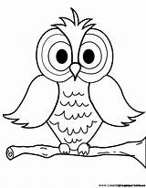 Owl Coloring Cartoon Choose Board Pages sketch template