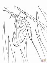 Mayfly Coloring Pages Drake Green Supercoloring sketch template