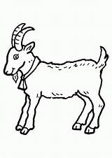 Coloring Goat Cute Pages Popular sketch template