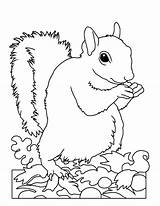 Hibernation Squirrel Veverita Colorat Planse Sheets Desene Wild Getdrawings Getcolorings sketch template