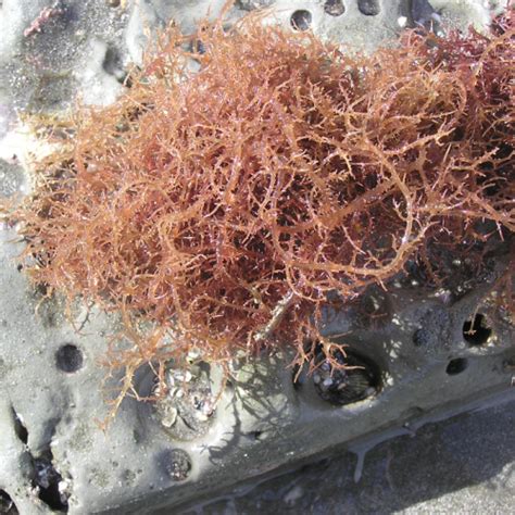 gambar rumput laut jenis eucheuma cottonii paul macleod