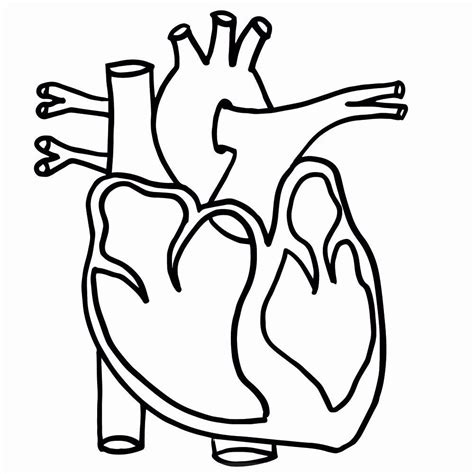 heart anatomy coloring pages    heart anatomy human anatomy