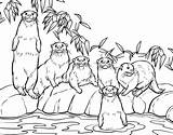 Coloring Otter Pages Popular sketch template