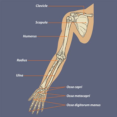 human arm bones  muscles