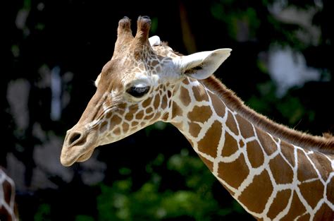 brown giraffe  daytime  stock photo