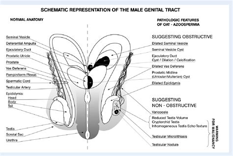 Figure 1 From Ultrasound Of The Male Genital Tract In Relation To Male