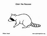 Raccoon Coloring sketch template
