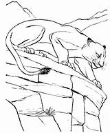 Cougar Pumas Animali Savana Coloriage Dessin Colorier Panthers Cougars Salvajes Quando 1377 Condividi sketch template