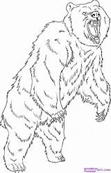 Bear Grizzly Coloring Drawing Pages Draw Step Standing Drawings Printable Animal Dessin Imprimer Coloriage Animals Outline Kids Dragoart Bears Adult sketch template