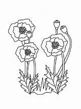 Coloring Poppy Pages Flower Carnation Printable Kids Print Flowers Library Clipart Getcolorings Popular Line Collection sketch template