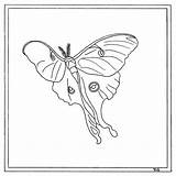 Moth Luna Drawing Line Getdrawings sketch template