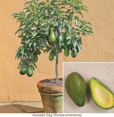 Avocado Trees For Sale ~ How To Grow Avocado Plants At Home