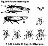 Leafhopper Potato Cicadellidae Fabae Harris Homoptera Fig sketch template