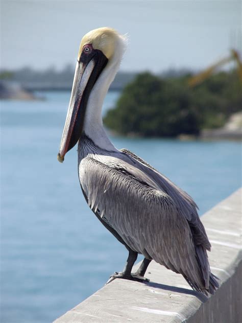 interesting facts   louisiana state bird brown pelican bird