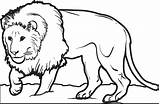Lion Coloring Pages Printable Drawing Print Male Colouring Kids Sheet Baby Family Colorings Color Getdrawings Crown Realistic Click Getcolorings sketch template