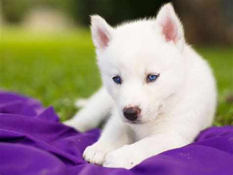 cute baby husky puppies  blue eyes google search cute  pinterest baby