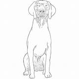 German Pointer Shorthaired Dog Drawing Breeds sketch template