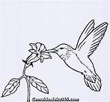 Colibri Flor Kolibri Pintar Ausmalen Coloringcrew Aves Colibris Blumen Colibrí Imagui Picaflor Coloriage Hummingbird Coloritou Volando Cdn5 Colorier Pajaritos Pajaros sketch template