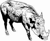 Warthog Coloring Pages Thunderbolt 03kb 1636 Tusked Template sketch template