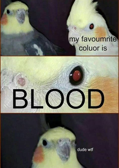 quick bird memes birds amino amino