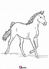 Horse Bubakids sketch template