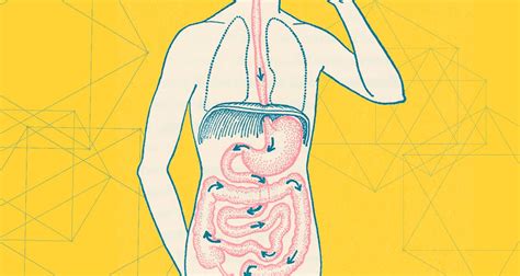 improve gut health  support  microbiome