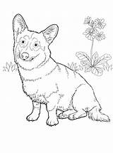 Corgi Coloring Pages Dog Colouring Supercoloring Adults sketch template