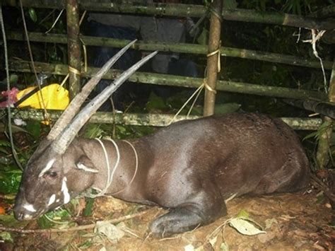Rare Asian Unicorn Caught In Laos Wired
