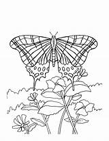 Coloring Pages Butterfly Butterflies Flowers Flower Printable Kids Sheets Print Swallowtail Drawing Insect Adult Bestcoloringpagesforkids Coloringbay Spring Getdrawings Choose Board sketch template