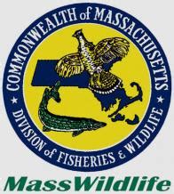 trout stream day dreams  cool interview   massachusetts fish  wildlife division