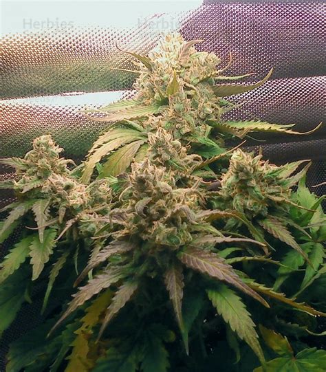 pineapple express auto feminized seeds for sale by fastbuds herbies