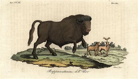extinct bull aurochs bos primigenius  stag  deer